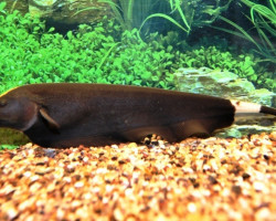 Apteronotus Albifrons M/L
