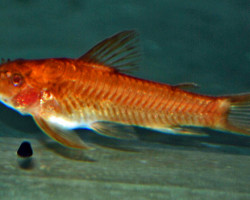 Aspidoras Sp. C125 Red M