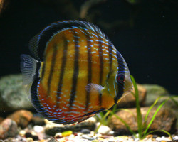 Symphysodon Aequif. Nhamunda Xl