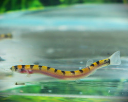 Pangio Cuneovirgata M