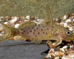Synodontis Nyasse M