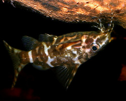 Synodontis Nigriventris Zebra M