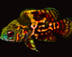 Astronotus Ocellatus Red Tiger S/M