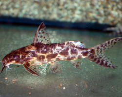 Synodontis Soloni M