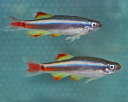 Tanichthys Albonubes Lini M/L