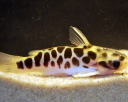 Duringlanis Perugiae L