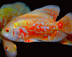 Astronotus Ocellatus Albino S