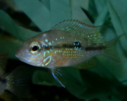 Thorichthys Ellioti M