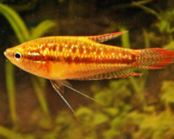 Trichopsis Pumila M