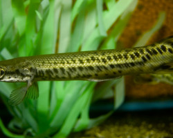 Atractosteus Spatula S