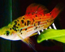 Xipho. Helleri Guentheri Red M