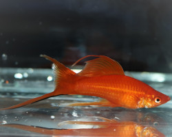 Xiph. Helleri Highfin Red M