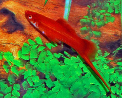 Xipho  Helleri Red Spotted S/M