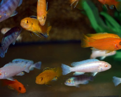 Pseudotropheus Mbuna Mixed M