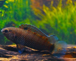Badis Andrewraoi L