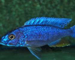 Sciaenochromis Fryeri S