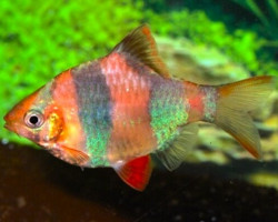 Puntigrus Tetrazona Gold/Blue M/L