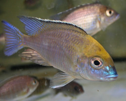 Lethrinops Monkey Bay M