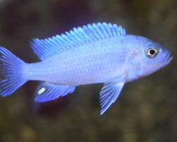Maylandia Zebra Blue L