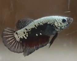Betta Sp. Plakat Green Samurai Maschio L