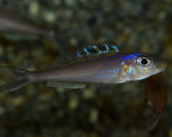 Xenotilapia Flavipinnis M