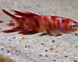 Betta Sp. Plakat Koi Maschio Xl