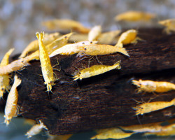 Neocaridina Davidi Sunkist Gold Powder L