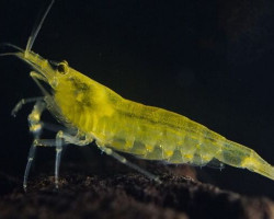 Caridina Multidentata Lime Yellow S