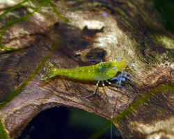 Caridina Cantonensis Yellow King Kong M