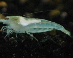 Neocaridina Cf. Zhangjajensis M