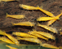 Neocaridina Davidi Yellow M