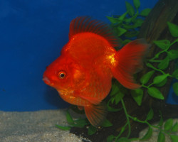 Car. Aur. Red Short Tail Ryukin 5/6