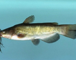 Ameiurus Nebulosus .35/40