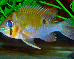 Biotodoma Cupido S/M