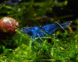 Caridina Heteropoda Blue Diamond M