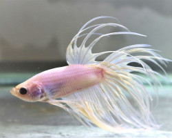 Betta Sp. Crowntail White Maschio M