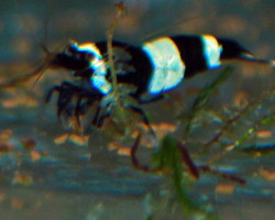 Caridina Blue Panda M
