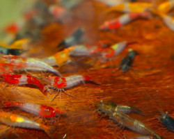 Neocaridina Davidi Mixed Rili M