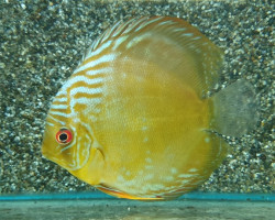 S. Aequifasciatus Cameta L