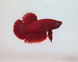 Betta Sp. Plakat Solid Red Maschio Xl