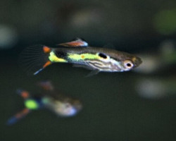 Guppywingei Lime Tiger Maschio M