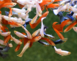 Guppy Maschio Mixed 'France Flag' M