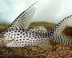 Synodontis Velifera 3-4