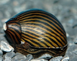 Neritina Paralella 2