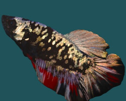 Betta Sp. Plakat Avatar Maschio M