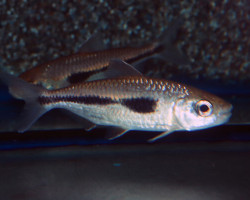 Bryconaethiops Boulengeri Xl