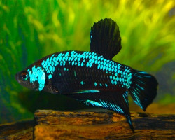 Betta Plakat Blue Samurai Male M
