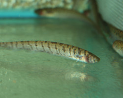 Brachyhypopomus Brevirostris M