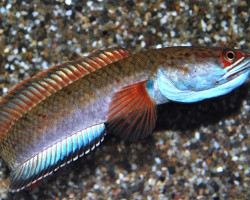Channa Sp. Fire And Ice L