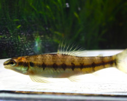 Characidium Fasciatum S